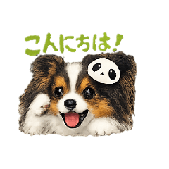 Cutey Papillon morning