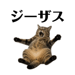 kijitora_nyanko