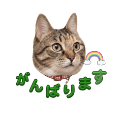 yo_20260509122043