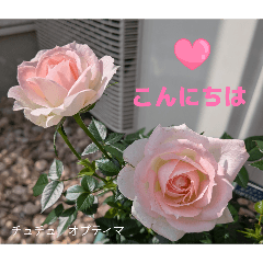 shonan7187_20260509111539