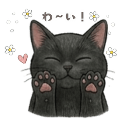 Adorable Black Cat: Everyday Use