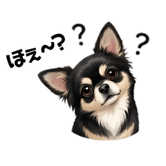 Expressive Chihuahua -Black & Tan-