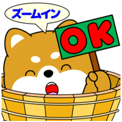 飛び出す！ズームイン豆柴