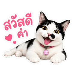 TaemBoon Cat