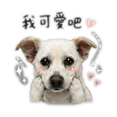 撒嬌小豆