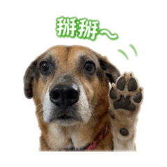 沈摳摳
