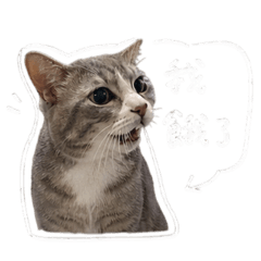 頑皮毛毛