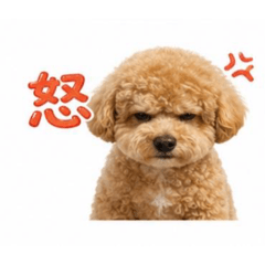 康小QQ