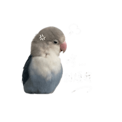 臭丹
