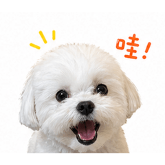 本丸低家
