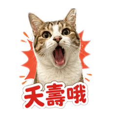 三隻臭咪咪