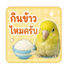 Cute Yellow Forpus