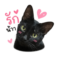 Black CAT (Cute Cat)