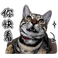 滿月關心篇