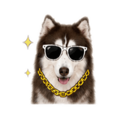 哈士奇DiDi