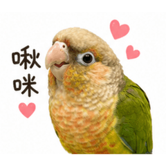 Cocoju