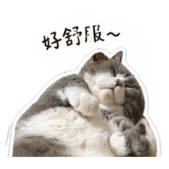 凱凱的貓咪日常