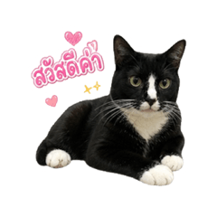 Cat.Catza