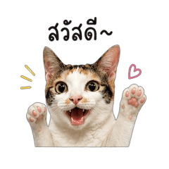 Luca Calico Cat