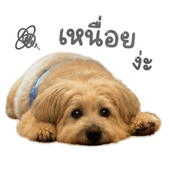 Muyongthedog