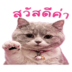 Nichaphat_20260430142354