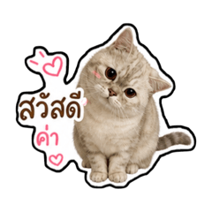 DINDIN THECAT
