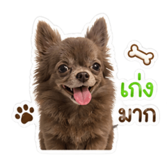 Kalokpok the dog V.2