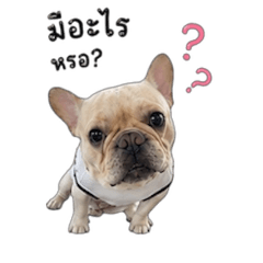 Taohuu Frenchie V2