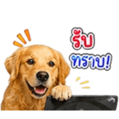 dog good boy