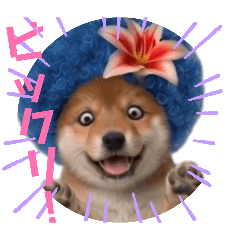 Afro Shiba Pon-chan 2