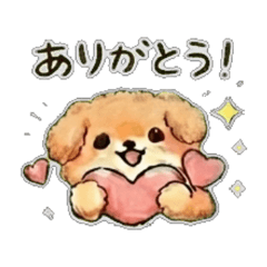 Chill Toy poodle Red