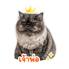 Stickers It's Cheetah here! By KG