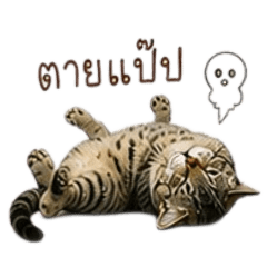 my cat's name thai tea and green tea