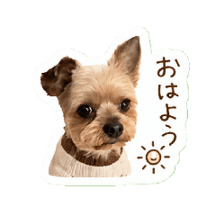 yuyu_20260509123504