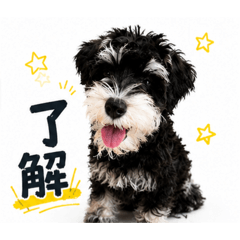 dog-Miniature Schnauzer