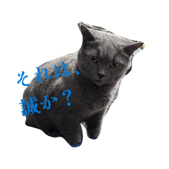 ynyanko_20260509124720