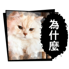 Rose Chen_20260430004121