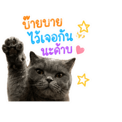 Java cat_20260430185938