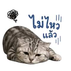 inkntnns_20260501232244