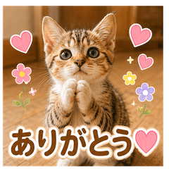 Nene the kitten's everyday