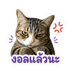 meowmeow the happy cat