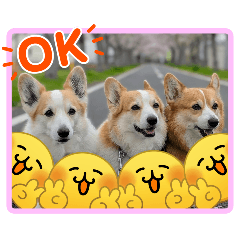 tsubo_corgis_20260509125435