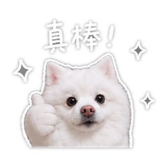 咪咪阿狗狗