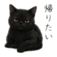 KOMA_20260509125611