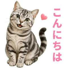 Classic American Shorthair Life