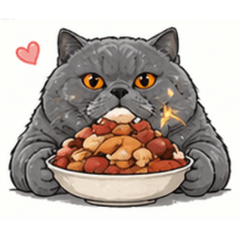 Baron the Chubby British Shorthair