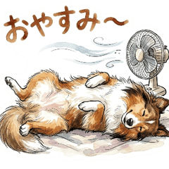 Sheltie (Sable) Rainy Season & Summer