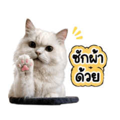 nathananbell_20260510185250