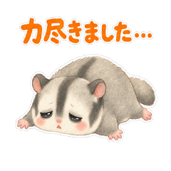 Funny Glider Reactions