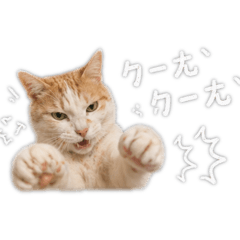 阿古喵喵喵